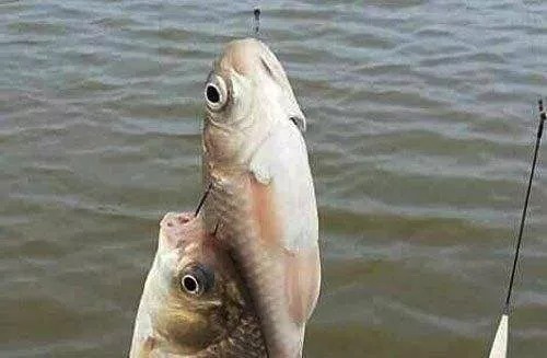 台钓中,双钩对上鱼究竟有什么意义,大部分人还不知道!