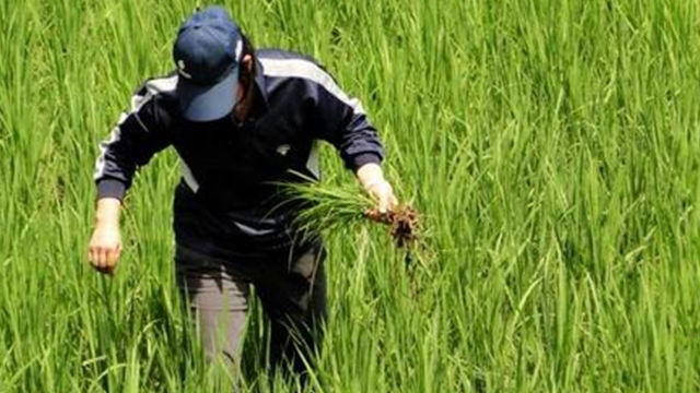食物|肝炎、肝硬化最怕“七种”食物,每天吃一点,让肝更健康