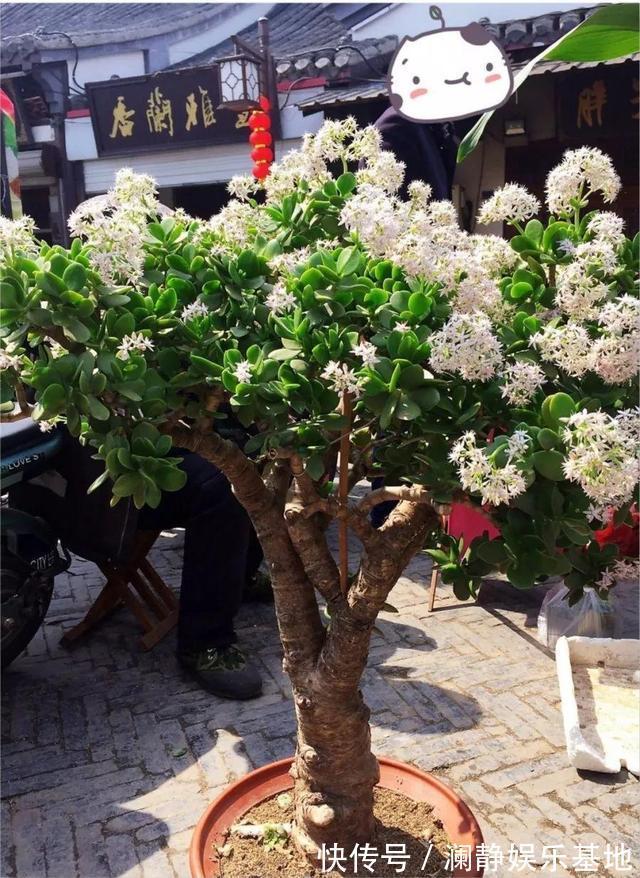 5种霸气花,个个“丑八怪”却吉利镇宅,丢在角落不管,一样爆棚