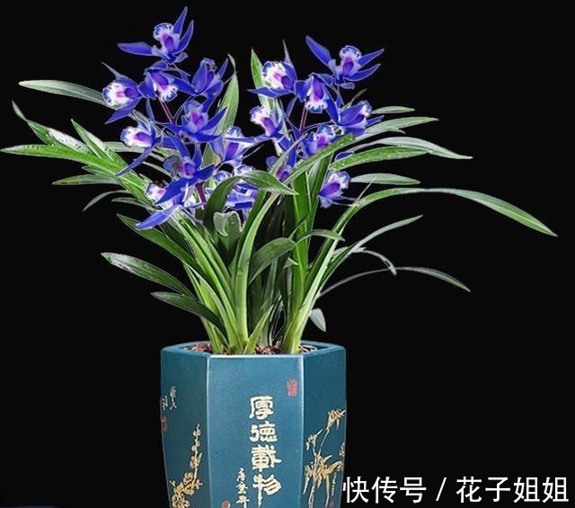 阳台有地方,种一盆亮眼的“蓝色”四季兰,高雅又上档次!