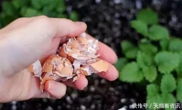 花盆中撒一把，不管多焉多难养的花，不烂根不黄叶,花开爆盆