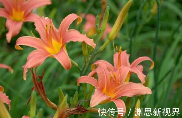 超美|家里养什么试试“它”花语难忘的爱，开花120天，超美
