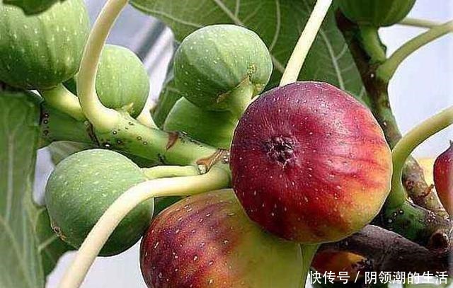 冬季养护无花果有讲究,这几步不能少,否则明年结果少,不结果