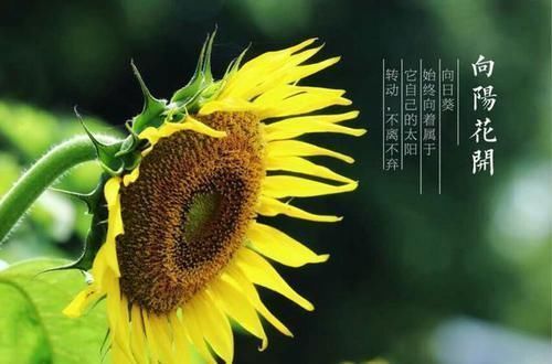 肺癌为什么会肩疼?肺癌引起的咳嗽有何特点