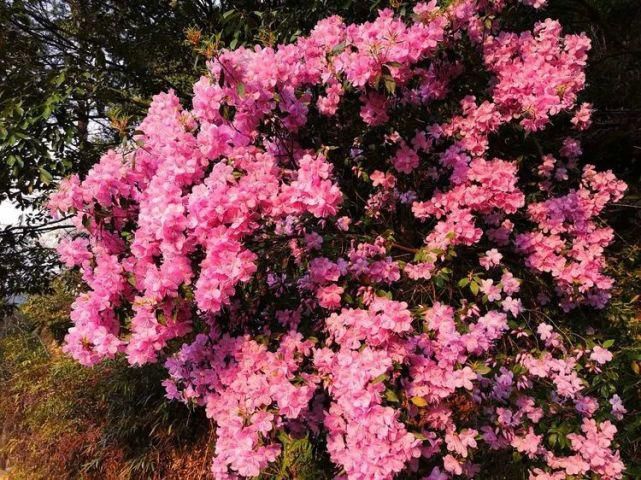 杜鹃花开，满山烂漫，寿宁这个地方美翻了！