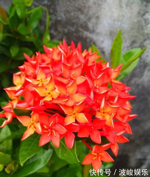 夏天|想要家里四季花开,这20种花,连续能开300天,完全不歇气