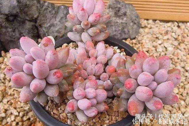 品种|以胖为美的12款漂亮多肉,很多都是大普货,喜欢养多肉的你养了吗