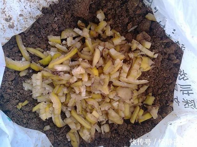 开春别换盆了,这7种东西撒土里,花吃了新叶子呼呼冒!