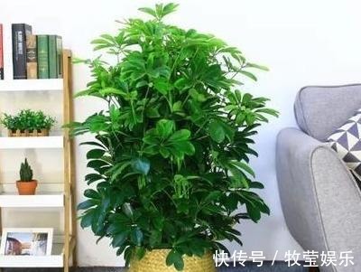 做好4点，鸭掌木安全度夏！天一凉快，叶子蹭蹭长，终年油绿