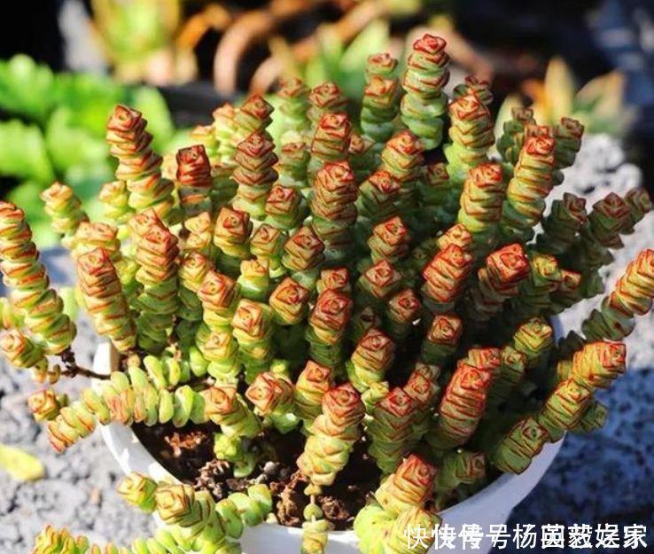 聪明人都养5种花,净化空气,越养越喜欢,又旺运