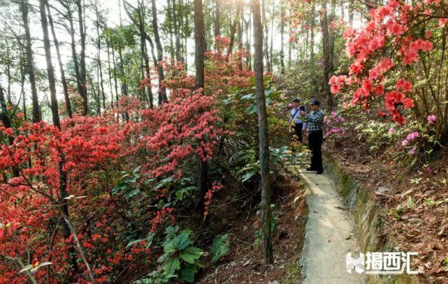 龙山杜鹃怒放，赏花正当时，点缀揭西的绿水青山