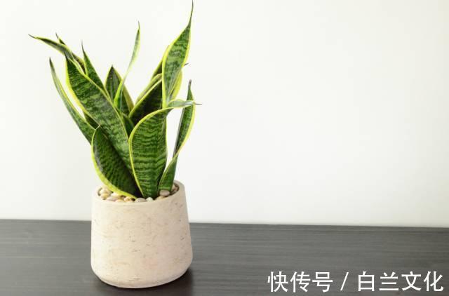 养花知识叫兰不是兰,花却美成仙,看看你家有几盆