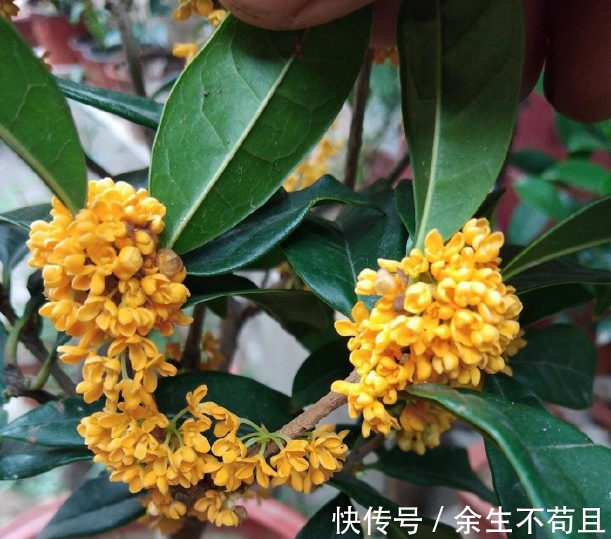 家养桂花出“贵子”，教你用“1根”枝条，30天养成桂花盆栽！