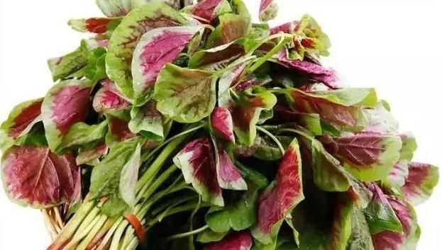  香椿|蒲公英、香椿、榆树钱、白蒿，一种野菜就能治一种病，了解一下