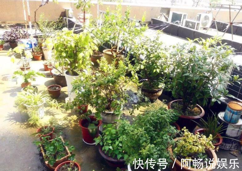 养花想盆栽土越来越肥沃,想不年年换土,隔3个月添些它就搞定