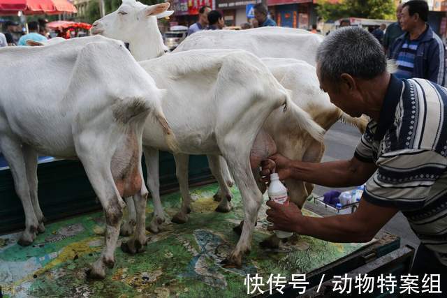 睾丸炎|一男孩喝羊奶，喝出了事情，医生说：未来可能会面临不育的风险