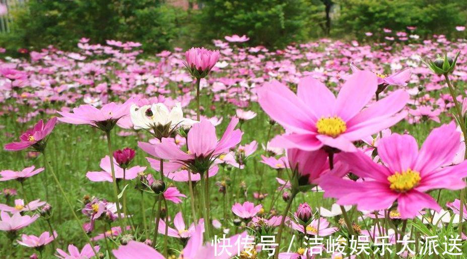 幸福花|格桑花也叫幸福花，颜色娇艳生命力旺盛，美丽而顽强的草花！
