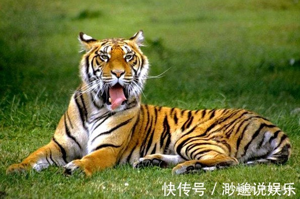 生肖|10个虎9个富，以下四年出生的属虎人注定“享福命”，大器晚成！