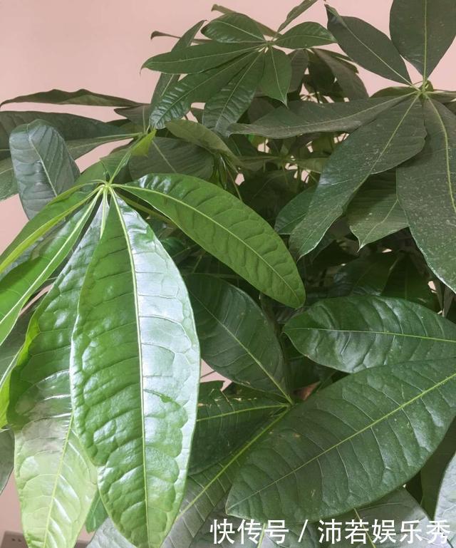 富贵竹|旺财旺运的5种盆栽，好看好养，放家里一盆不吃亏