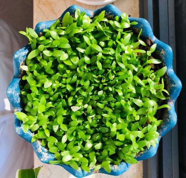 丢一把种子到水里，7天冒出小森林，越热越长个！绿植盆栽不用买