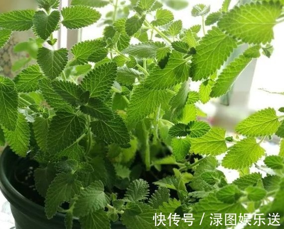 想要家里香喷喷,不如多养点这样的植物,不仅香气四溢,还能驱蚊