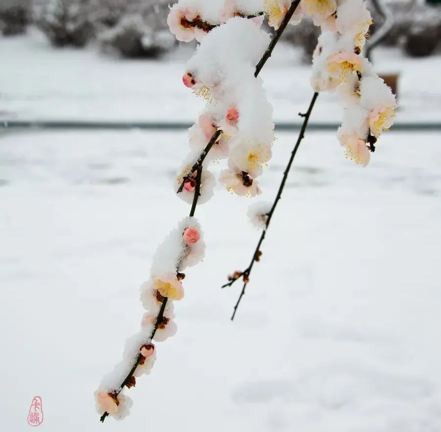 因为我！配乐散文：又见梅花