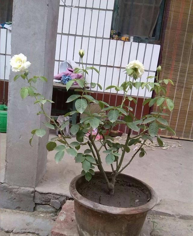 养花|养花不分地域,只要做好这几点,不管南北方都能爆盆