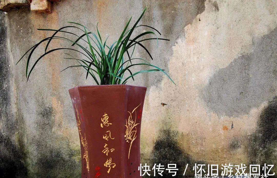 种植兰花究竟用什么花盆好？兰友不敢用的大花盆，长势却如此旺盛