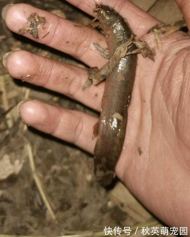 大鱼|南康一河道,夜晚大量河鱼靠岸,附近钓鱼人:好几斤的大鱼都有