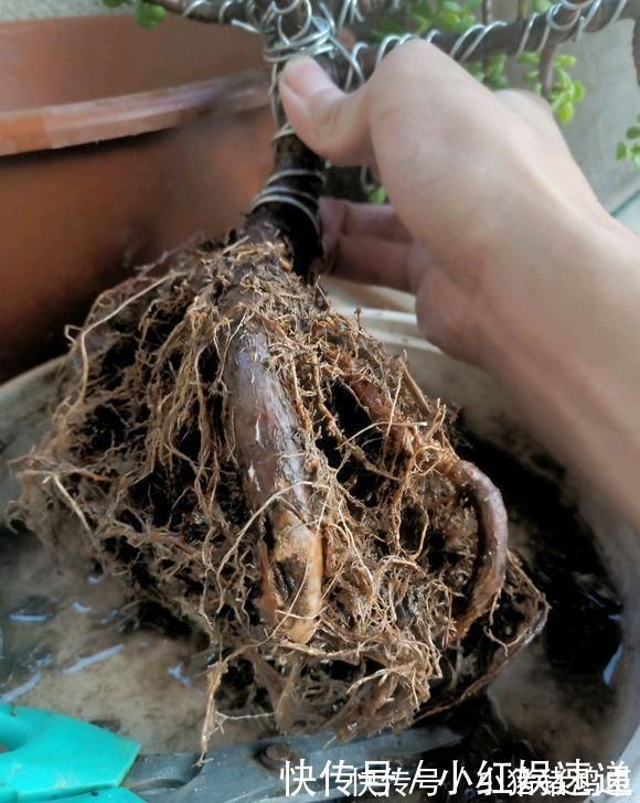 老桩|路边捡棵“小老桩”，回家浇点水，养了半个月，原来是盆金枝玉叶