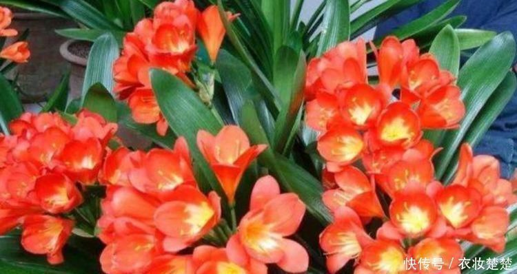 指甲花|4种花养了就爆盆，30天不浇水照样生长，一年开花不断