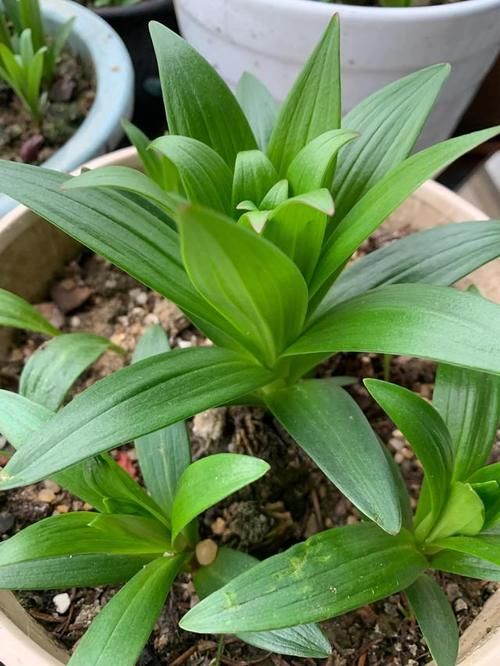 百合开败后，该怎么养护啊？