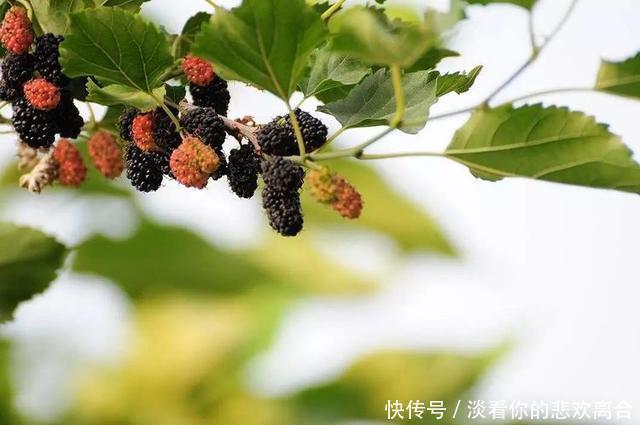 养生|养生有道,先辨阴阳,这2味药材泡水喝,专门调理阴阳两虚