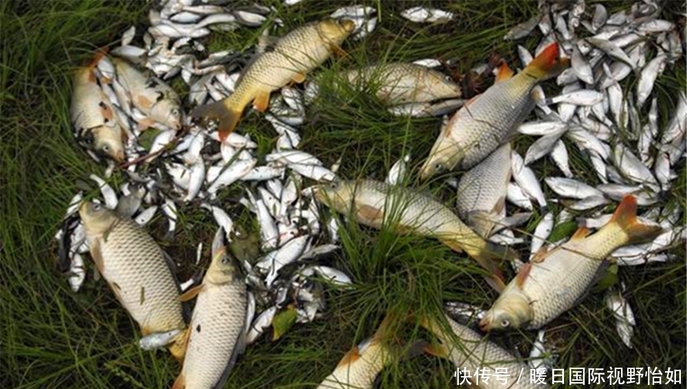 调漂|野钓选漂和调漂经验,选漂注意吃铅大小,调漂注意钓钝才“万能”