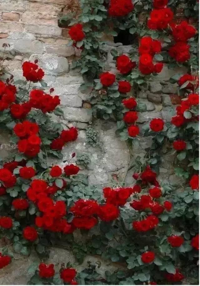 这才是花园应有的样子！