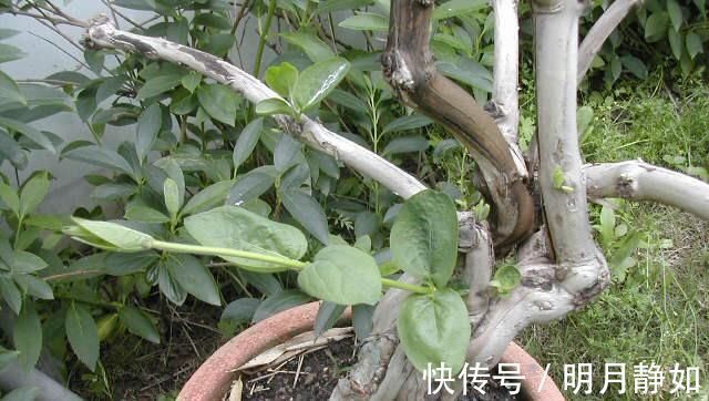 不想买花就养这，随手扦插1个枝，10天发芽，能长成老桩，花芳香