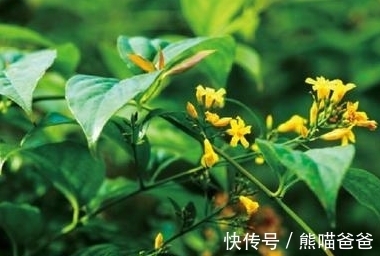 金银花|会开金黄色的小花，常被误认为是金银花，不要随意采摘