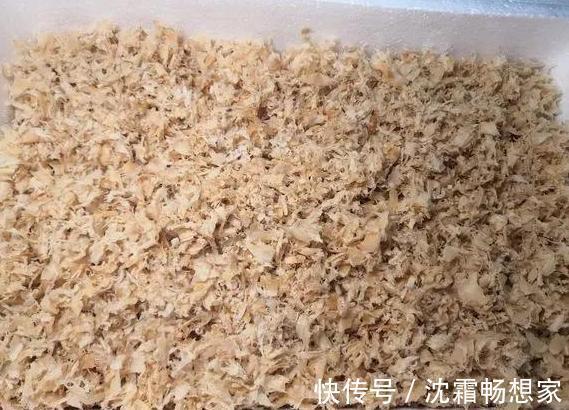 锯末|君子兰难养花1分钟学会这3样东西的用法,爆盆不愁