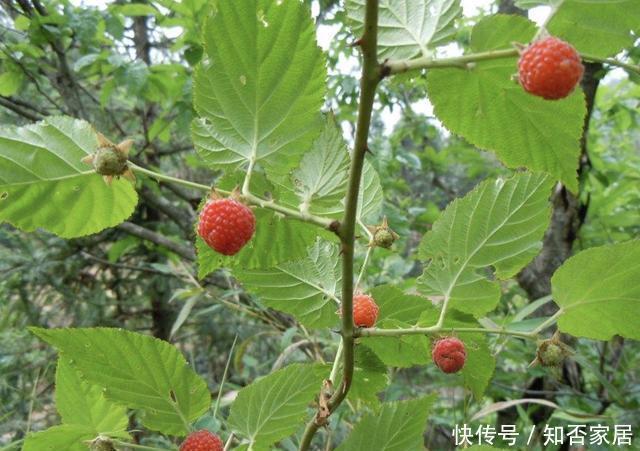 在农村，有1种山莓奇特，以往叫它“树莓”，果子价值高，请爱惜