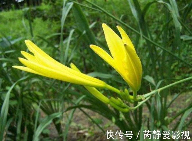 菜花|种植黄花菜，强身健体，掌握四点，种出健康营养的黄花菜来