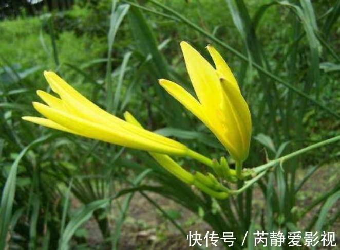 菜花|种植黄花菜,强身健体,掌握四点,种出健康营养的黄花菜来