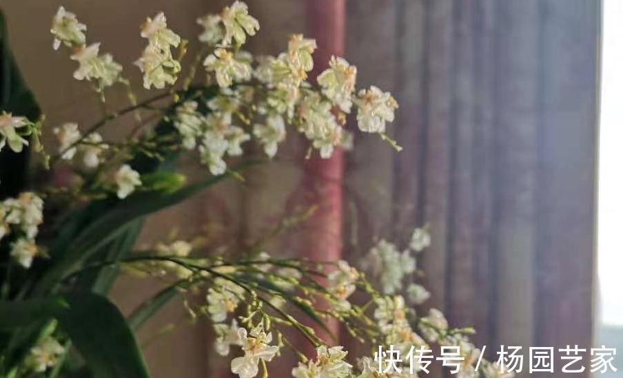 梦香兰|梦香兰日常养护需知,该如何养呢,又该注意哪些问题呢