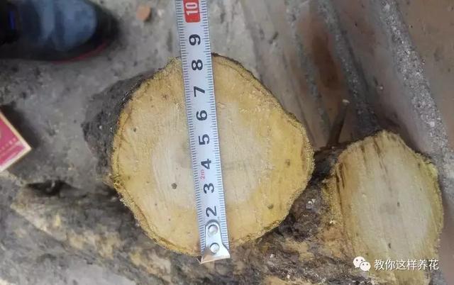 1种果树剪根枝,插土里就活,当年就能挂果,压弯枝!