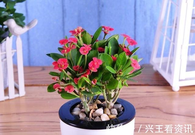 植物|5种花“不吉利”,再喜欢也别放“室内”,你家若有,抓紧搬出去