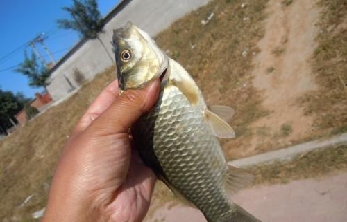 饵料|被大鲫鱼独宠的饵,老钓手都在用,大鲫鱼再贵我都不吃