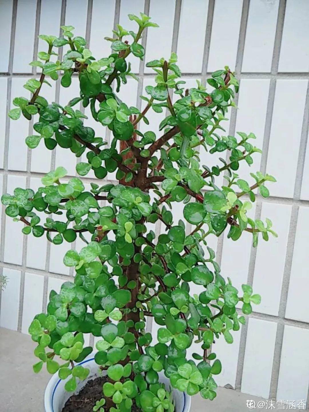 10种耐旱花,2个月不浇水,叶子反而绿油油!