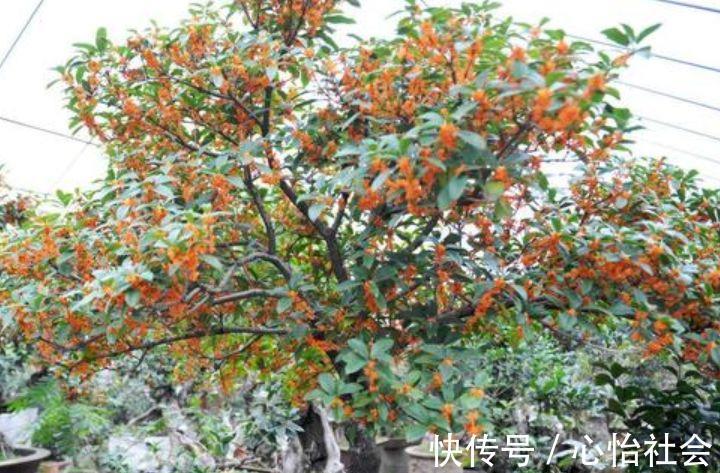 养花就养这几款,全年开花不停,花姿妖娆,繁花似锦,姿色艳丽