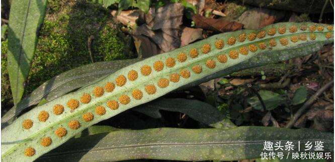 金珠|农村这种野草,形似镰刀叶背长出“金珠”却作用大,遇见了多留意