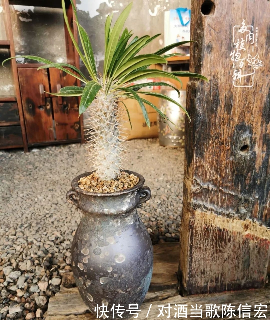 多肉桃花源:别人笑我太疯癫,我笑他人看不穿!