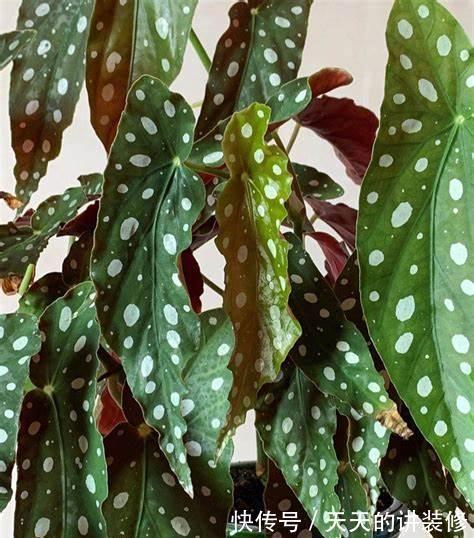 养花试试这几款,特别的耐阴,放到客厅即可